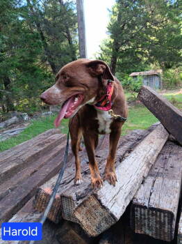 Rescue Mixed Breed Dogs for Adoption in Farmerville, Louisiana - Harold | PetCurious