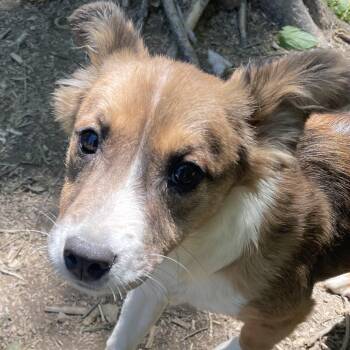 Parson Russell Terrier and Lakeland Terrier Dogs Available for Adoption in Andover, Massachusetts - Poppy Sweetpea | PetCurious