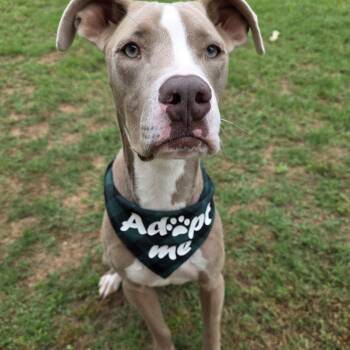 Great Dane Dogs Available for Adoption in Monticello, Florida - Duke | PetCurious