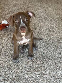 Myrtle -  Mixed Breed Dog for Adoption - Myrtle | PetCurious