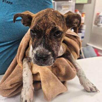 Erin -  Pit Bull Terrier Dog for Adoption in Starkville, Mississippi - Erin | PetCurious