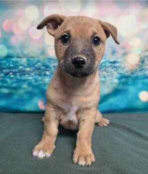 Labrador Retriever and Corgi Dogs Available for Adoption - Art | PetCurious