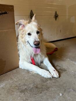 Rescue Affenpinscher Dogs for Adoption in Cloquet, Minnesota - Shiloh | PetCurious