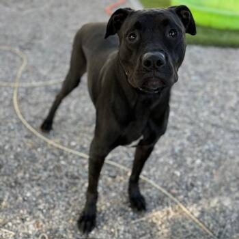 Flounder -  Pit Bull Terrier and Mixed Breed Dog for Adoption in Bullhead City, Arizona - Flounder | PetCurious