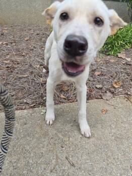 Pen 227 -  Labrador Retriever Dog for Adoption in Lawrenceville, Georgia - Pen 227 | PetCurious