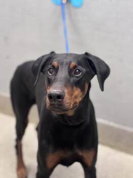 Doberman Pinscher Dogs Available for Adoption in Las Vegas, Nevada - BEANS | PetCurious