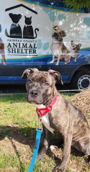 Mixed Breed Dogs Available for Adoption in Fairfax, Virginia - Twila | PetCurious