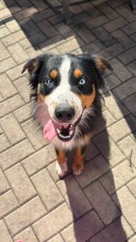 Koda -  Australian Shepherd Dog for Adoption in Cowlesville, New York - Koda | PetCurious