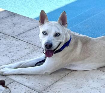 Rescue Siberian Husky Dogs for Adoption in Tucson, Arizona - Finn | PetCurious