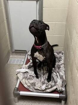 Chief -  Pit Bull Terrier and Mixed Breed Dog for Adoption in Fishers, Indiana - Chief | PetCurious