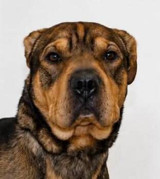 Lohki -  Shar Pei Dog for Adoption in Greeley, Colorado - Lohki | PetCurious