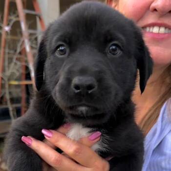 Labrador Retriever and Black Labrador Retriever Dogs Available for Adoption - Leia | PetCurious