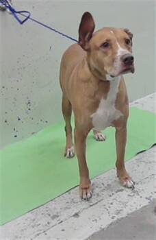 DANTE -  Staffordshire Bull Terrier and Mixed Breed Dog for Adoption in Houston, Texas - DANTE | PetCurious