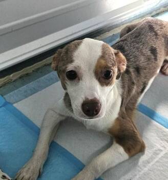 Matt Franklin -  Chihuahua Dog for Adoption in Andover, Massachusetts - Matt Franklin | PetCurious