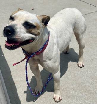 LEA -  Pit Bull Terrier and Mixed Breed Dog for Adoption in Tulsa, Oklahoma - LEA | PetCurious