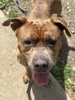 Easten -  Mixed Breed Dog for Adoption in West Chester, Pennsylvania - Easten | PetCurious