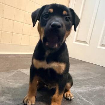 Tipsy -  Mixed Breed Dog for Adoption in St. Peters, Missouri - Tipsy | PetCurious