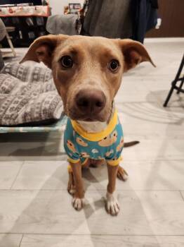 Rescue Mixed Breed Dogs for Adoption in Palm Desert, California - Foxy | PetCurious