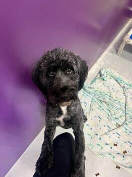 Terrier Dogs Available for Adoption in Candler, North Carolina - Euna | PetCurious