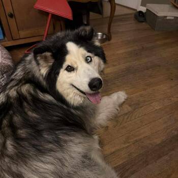 Alaskan Malamute Dogs Available for Adoption - Ace 2 | PetCurious