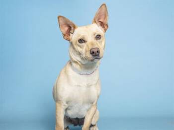 Chihuahua and Mixed Breed Dogs Available for Adoption in Phoenix, Arizona - PIGGY | PetCurious