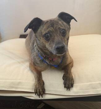 Mitzi -  Chihuahua Dog for Adoption in Mundelein, Illinois - Mitzi | PetCurious