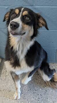 Star -  Australian Shepherd Dog for Adoption in Benson, Arizona - Star | PetCurious