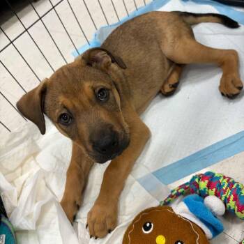 Stitch -  Terrier Dog for Adoption in Fort Lauderdale, Florida - Stitch | PetCurious