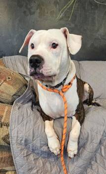 Pit Bull Terrier Dogs Available for Adoption in Wooster, Ohio - Jack  | PetCurious
