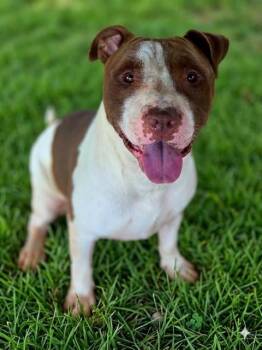 MELLOW -  American Staffordshire Terrier Dog for Adoption in York, South Carolina - MELLOW | PetCurious