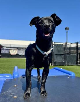WALLABY -  Chihuahua Dog Available for Adoption in San Francisco, California - WALLABY | PetCurious