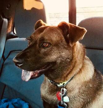 Shepherd and Labrador Retriever Dogs Available for Adoption - Lucy 2 | PetCurious