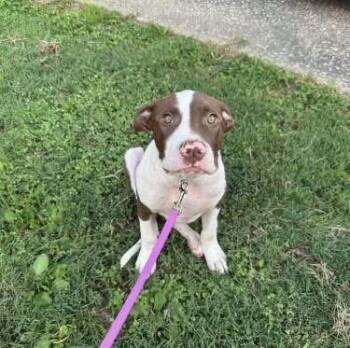 Rescue American Staffordshire Terrier Dogs for Adoption - Soup | PetCurious