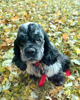Rescue Cocker Spaniel Dogs for Adoption in Council Bluffs, Iowa - Sparkle | PetCurious