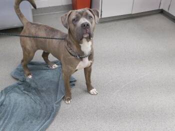 POET -  Mastiff and Mixed Breed Dog for Adoption in Omaha, Nebraska - POET | PetCurious