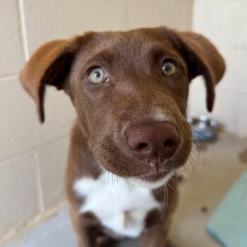 Chocolate Swirl -  Mixed Breed Dog Available for Adoption in Hendersonville, North Carolina - Chocolate Swirl | PetCurious