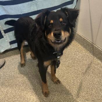 Banjo* -  Shepherd and Rottweiler Dog for Adoption in San Gabriel, California - Banjo* | PetCurious