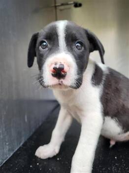BINGO -  Terrier Dog for Adoption in San Antonio, Texas - BINGO | PetCurious