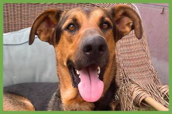 Rescue German Shepherd Dog and Doberman Pinscher Dogs for Adoption in Amherst, Massachusetts - Tucker | PetCurious