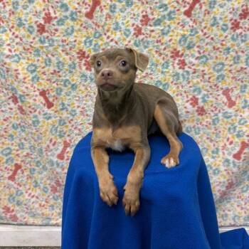 Chihuahua Dogs Available for Adoption - Wanda | PetCurious