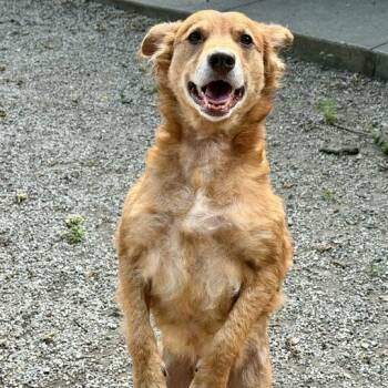 Sally -  Spaniel and Mixed Breed Dog for Adoption in Dayton, Ohio - Sally | PetCurious