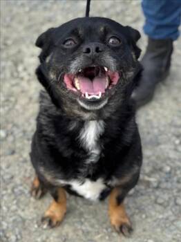 Pug and Chihuahua Dogs Available for Adoption - *CHALUPA | PetCurious