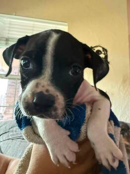 Merida -  Boxer and Mixed Breed Dog for Adoption in Warr Acres, Oklahoma - Merida | PetCurious
