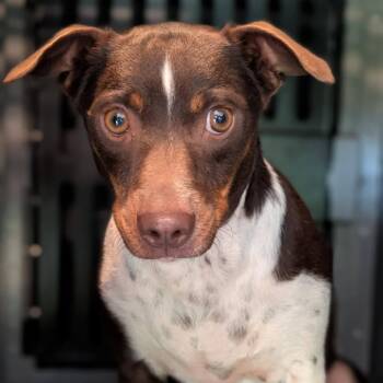 Jack Russell Terrier and Miniature Dachshund Dogs Available for Adoption in Decherd, Tennessee - Citlali | PetCurious