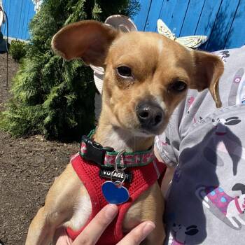 Eevee -  Mixed Breed Dog for Adoption in Fletcher, North Carolina - Eevee | PetCurious