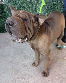 61532110 -  Shar Pei and Mixed Breed Dog for Adoption in El Paso, Texas - 61532110 | PetCurious