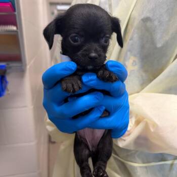 Zuul -  Chihuahua and Mixed Breed Dog for Adoption in Council Bluffs, Iowa - Zuul | PetCurious