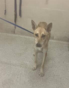 Rescue German Shepherd Dog and Mixed Breed Dogs for Adoption in Conroe, Texas - FOXY | PetCurious