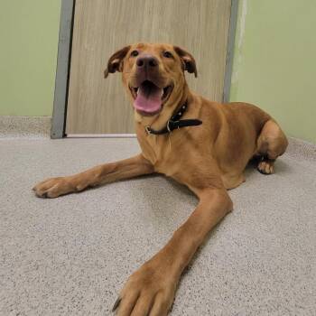 Flannery -  Mixed Breed Dog for Adoption in Cooperstown, New York - Flannery | PetCurious