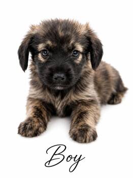 Clyde -  Mixed Breed Dog for Adoption in Sylvania, Georgia - Clyde | PetCurious